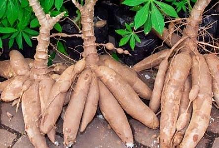 Cassava