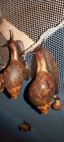 Escargot(snail meat)