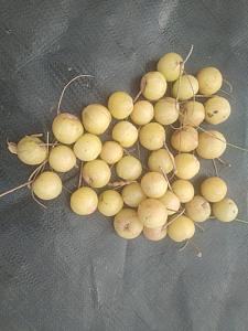 Amla fruits