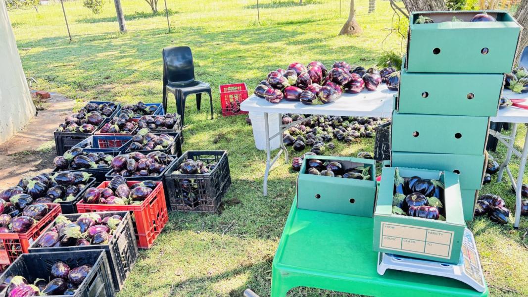 Brinjal - Black Beauty