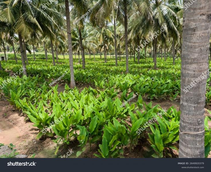 Banana, termaric, silk, coconut, thunder etc