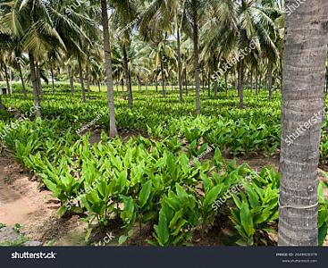 Banana, termaric, silk, coconut, thunder etc