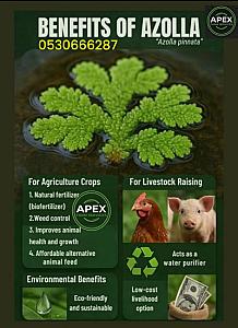 Azolla,
