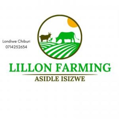Lillon farming