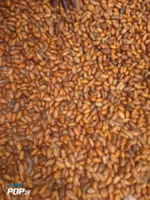 Eazylife agriculture