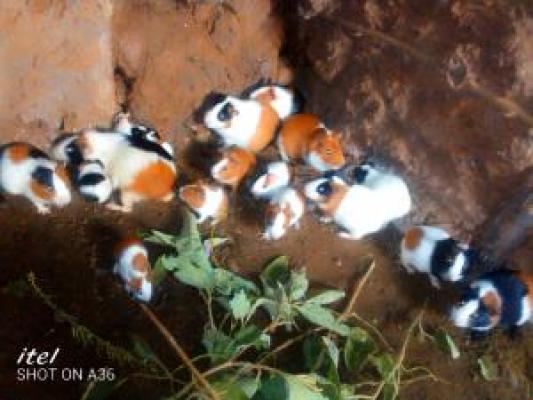 Siaya Guinea Pigs