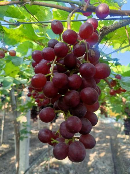 Black Seedless Grapes