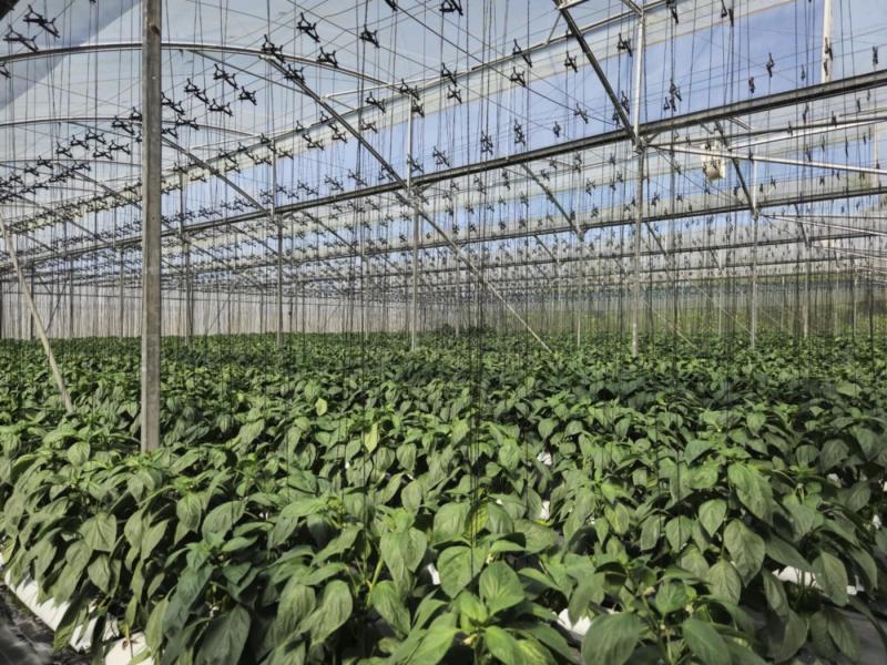Red and Yellow Capsicum
