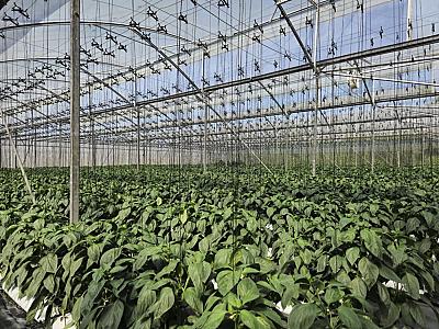 Red and Yellow Capsicum