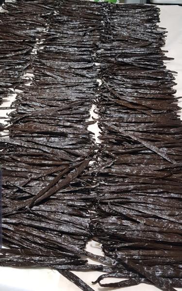 Vanilla sun drying ( black, oily, and flexible)