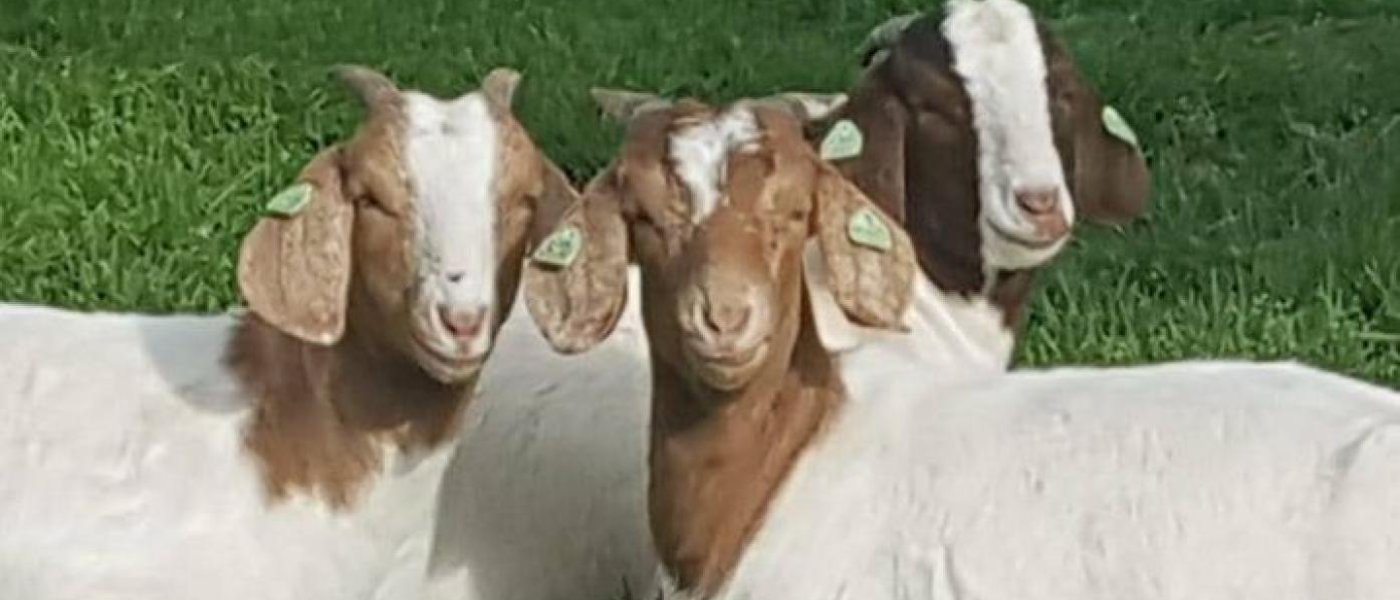Goats