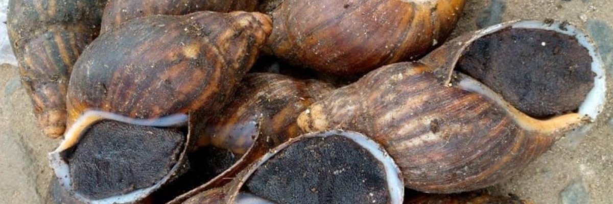 MICKY_PEE AGRICULTURAL INDUSTRY