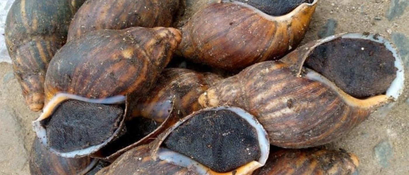 Snails