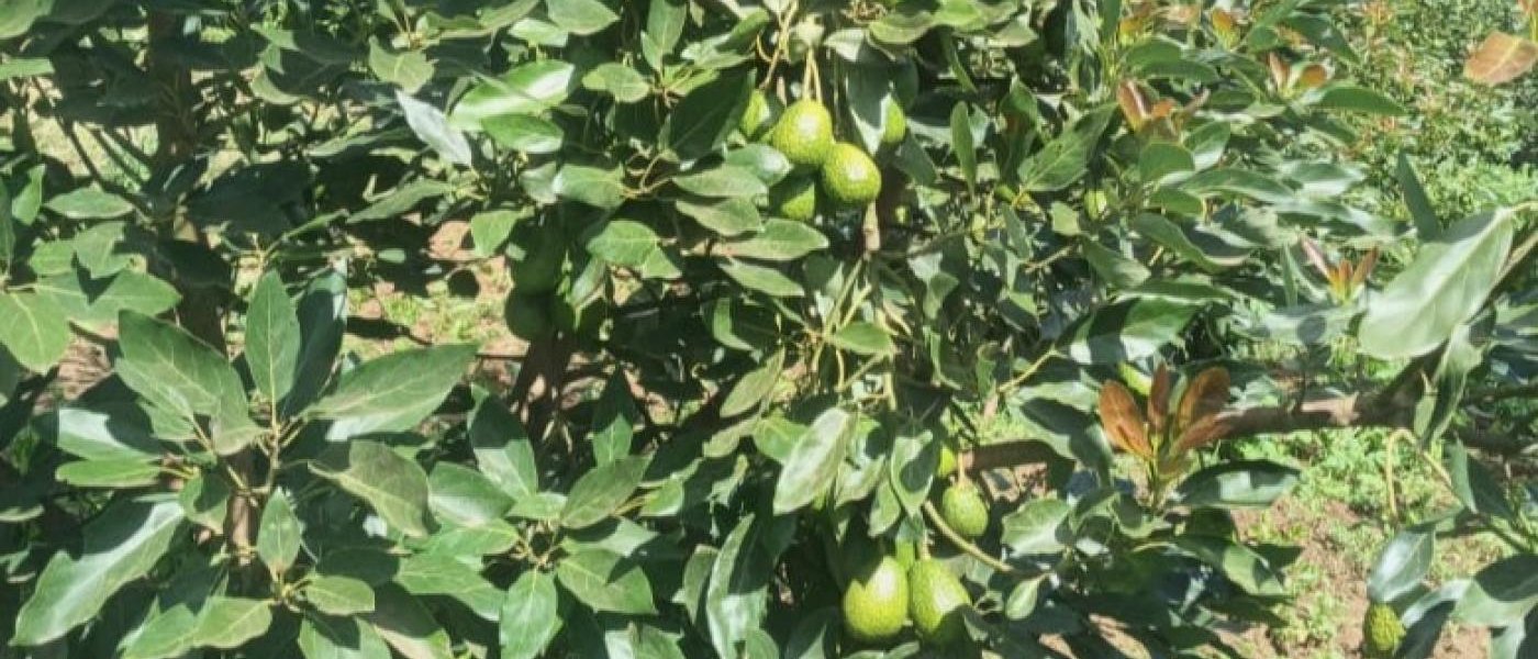 Hass Avocado