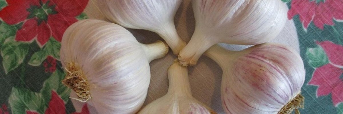 RF Garlic and Honey Farm