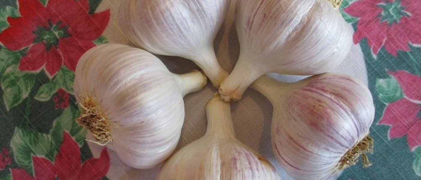 Duganski Seed Garlic