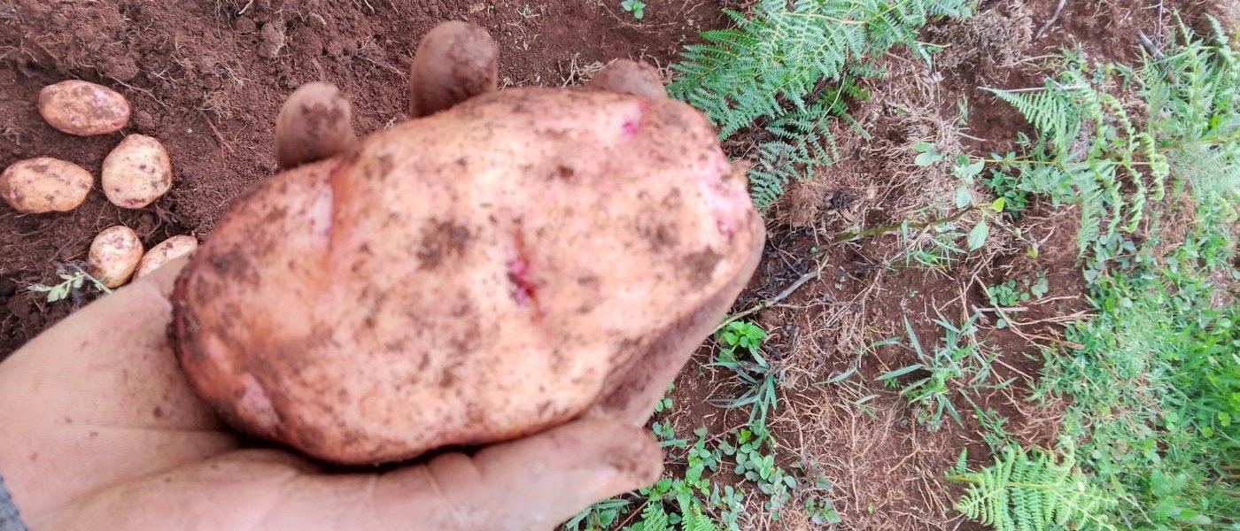 Shangi Potatoes