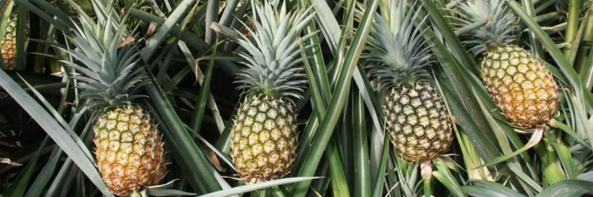 Pine Acadamic Plantation