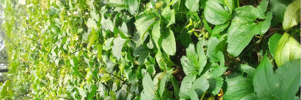 Vegetables (Fluted Pumpkin and African Spinach)