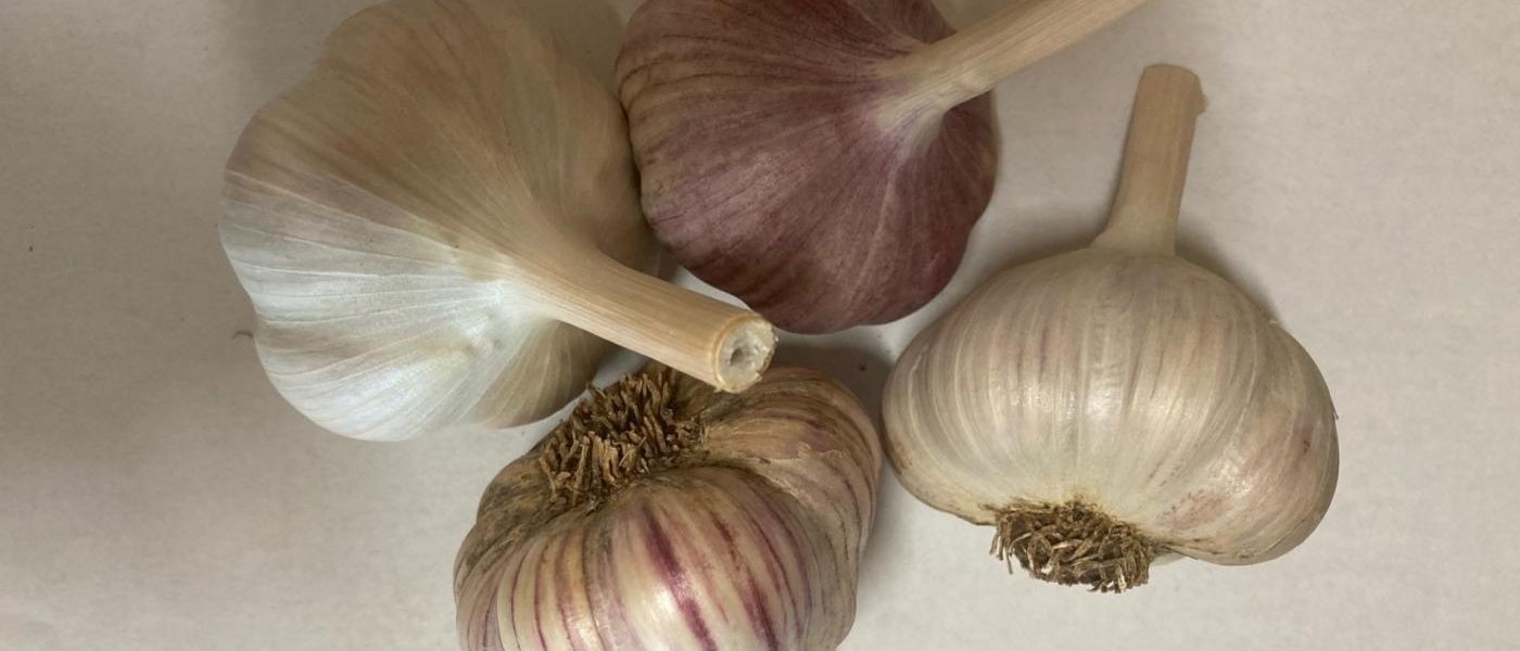 Music Garlic