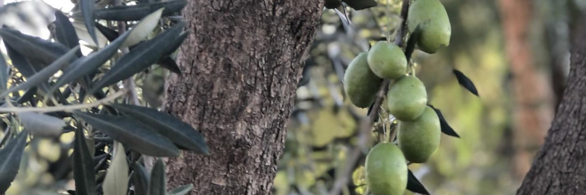 JJ And Twins Olives Trees