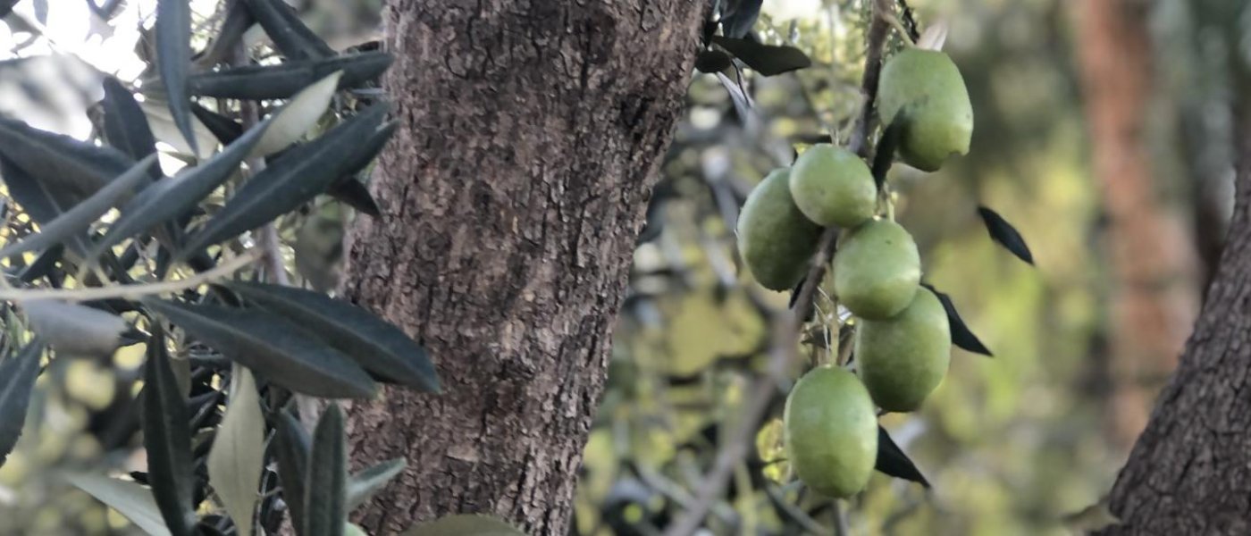 Olives