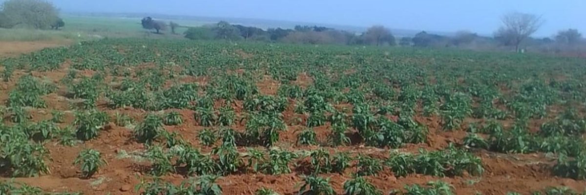 Khoza Mafa farm