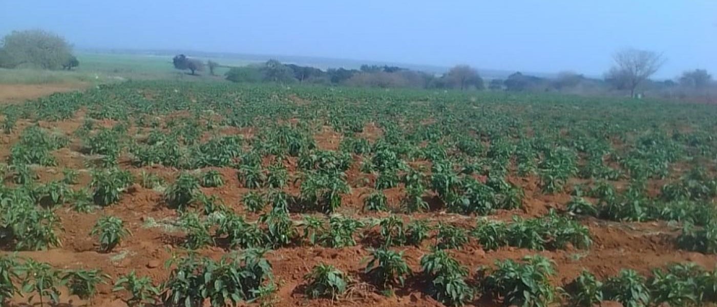 Green Peppers