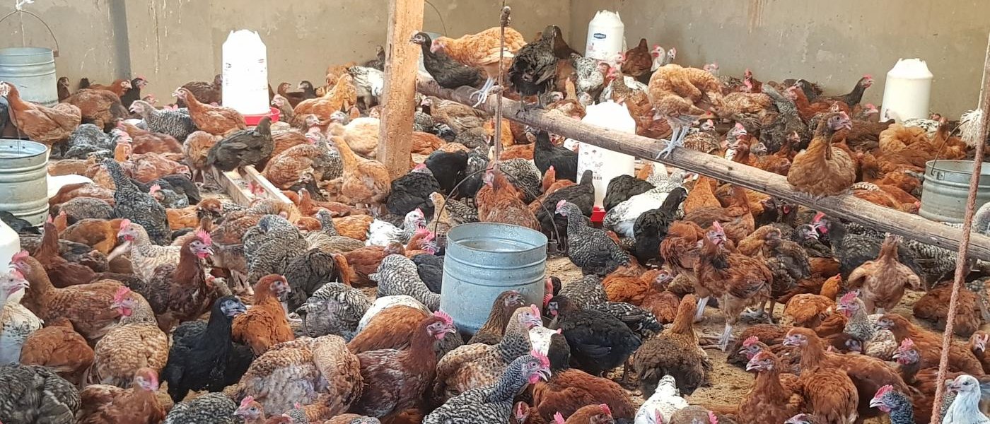 Poultry