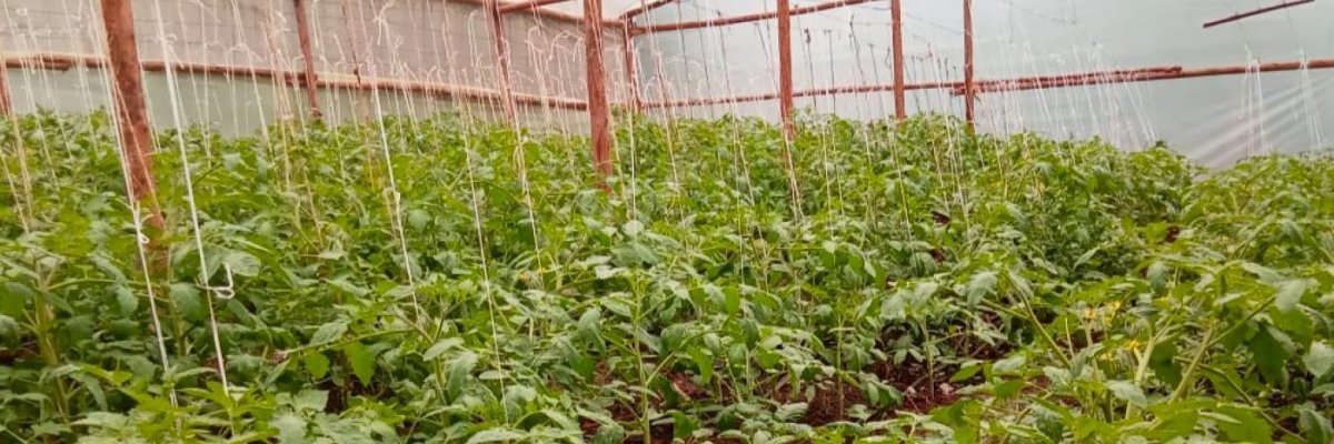 Tomato farming