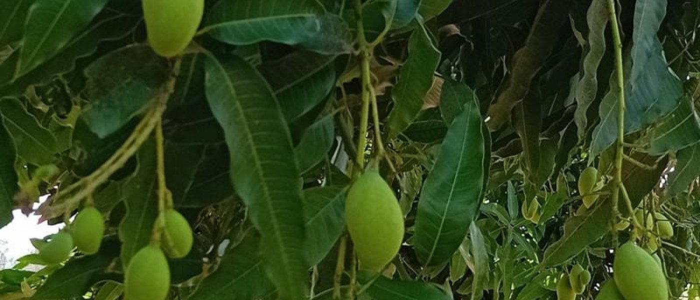 Ambarella