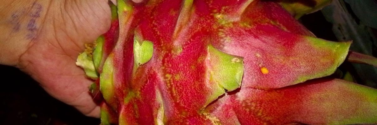 Marivicss Dragon Fruit Seller