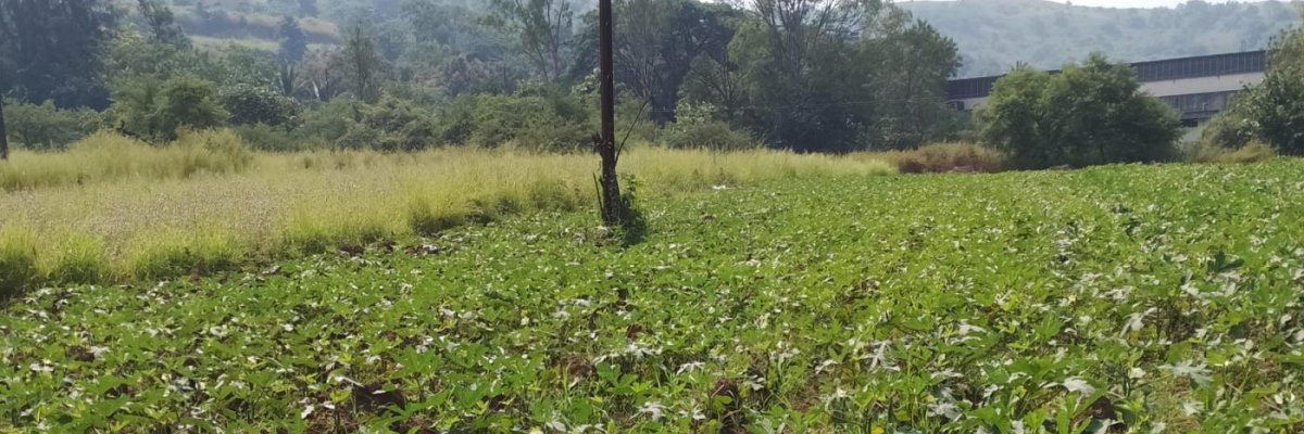 Sabji bhaji pala freesh home delivery