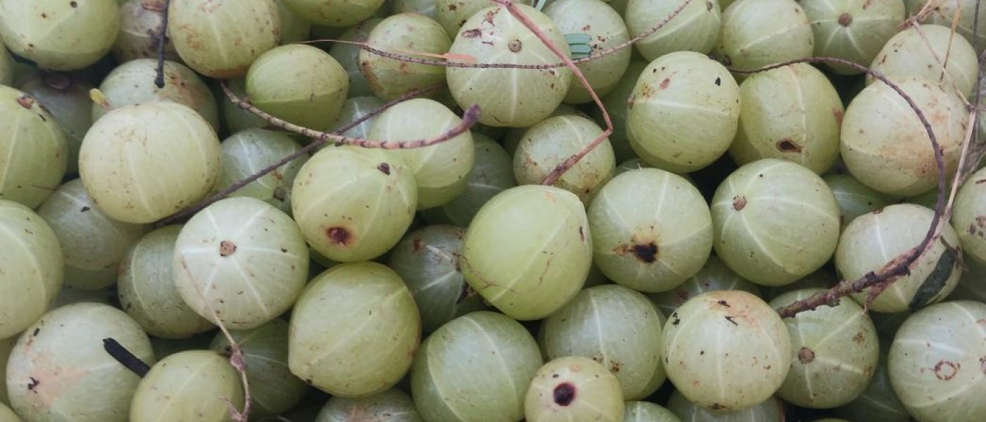 Indian Gooseberry
