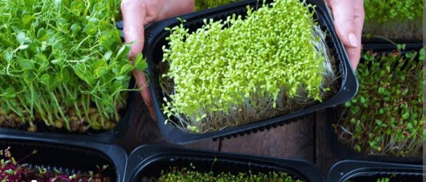 Wheatgrass