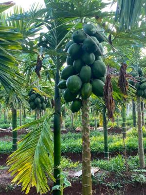 Caselrock Construction