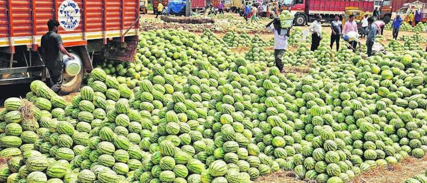 Cantaloupe
