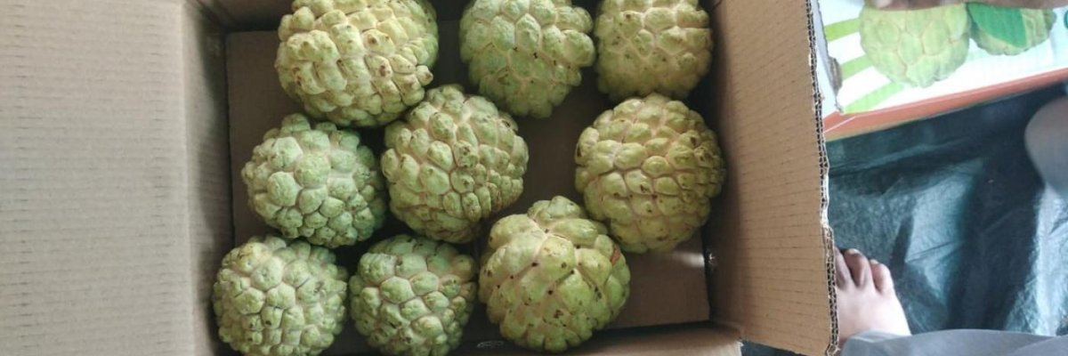 Custard apple farm