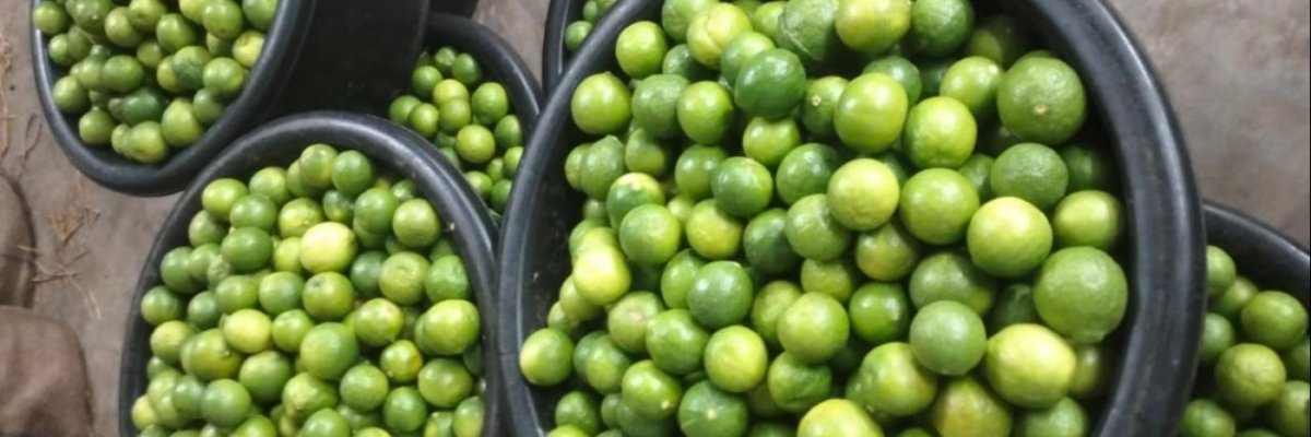 Venkat lemon traders