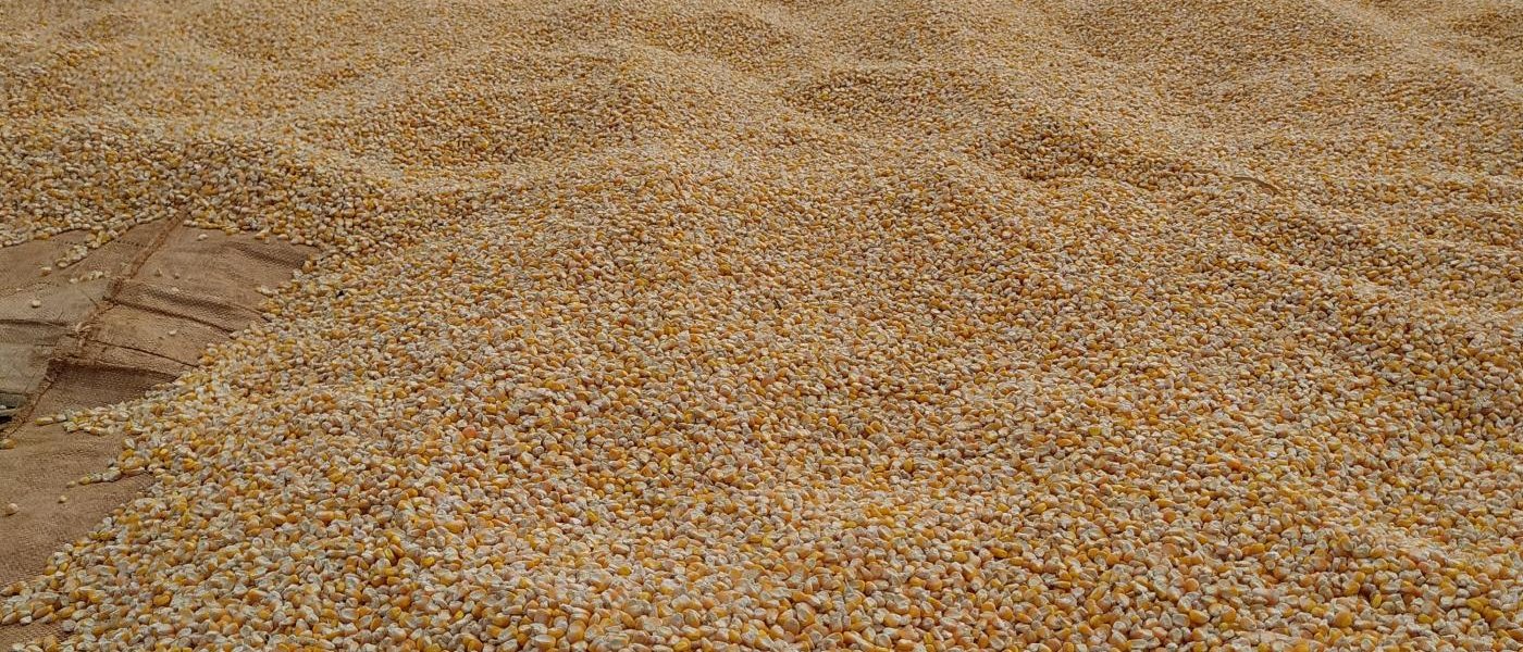 Sorghum