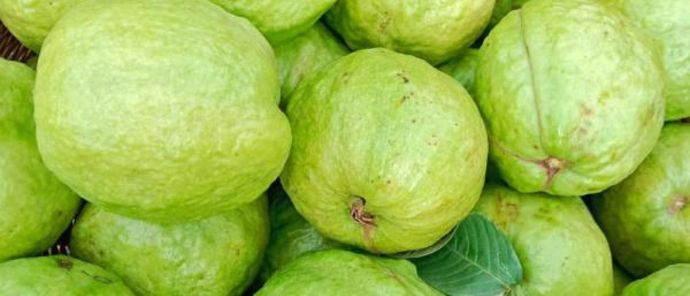 Taiwan Pink Guava