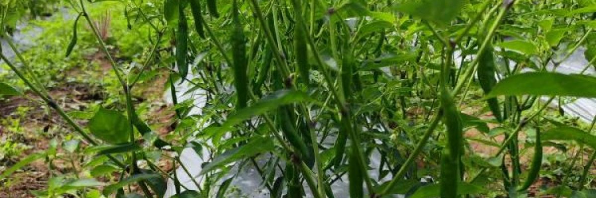 Soil Canvas innovations LLP