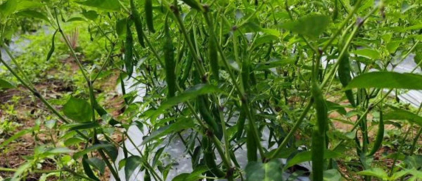 Green Chili Pepper