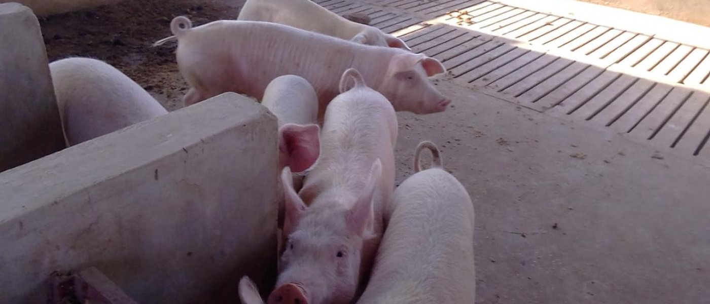 Pigs
