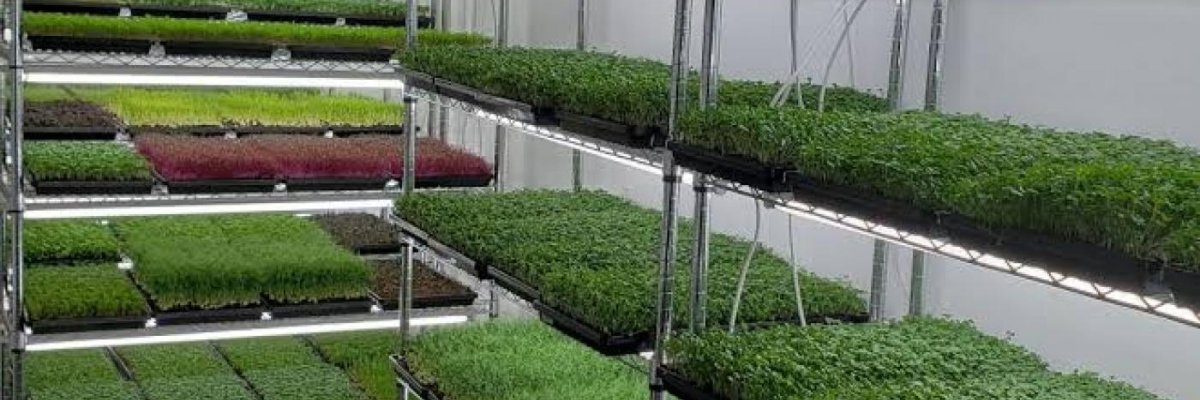 SAM Microgreens