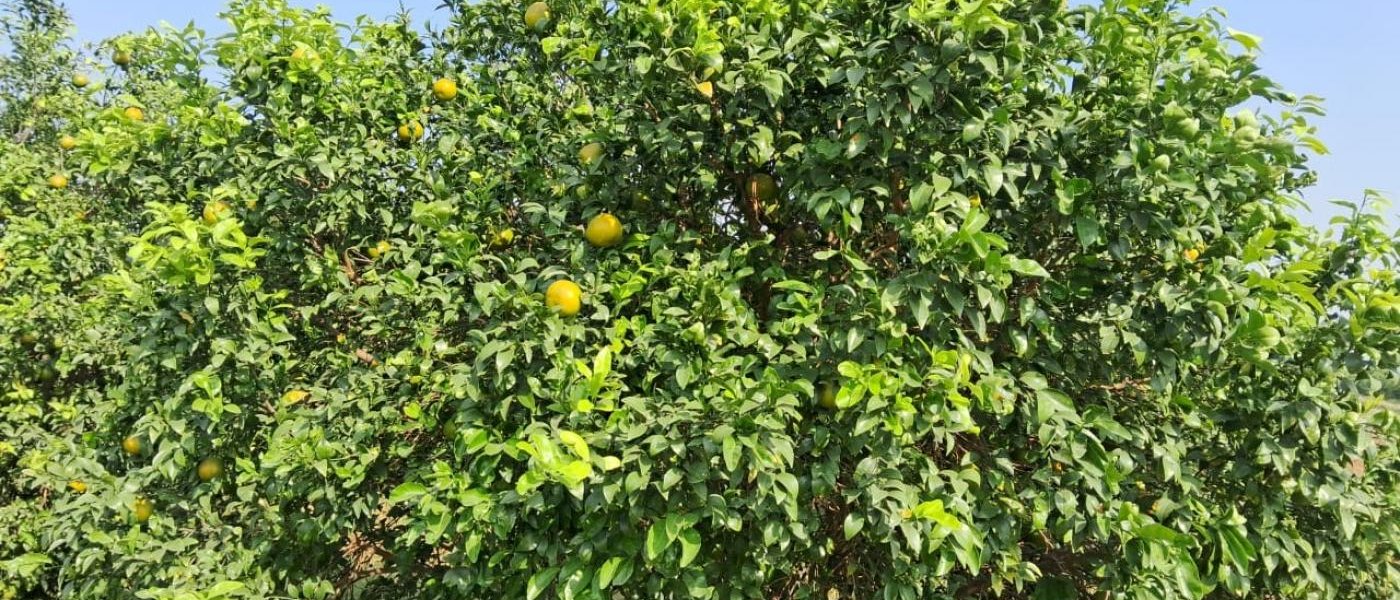 Tangerine