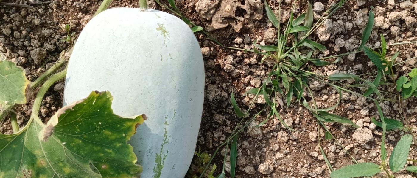Ash Gourd