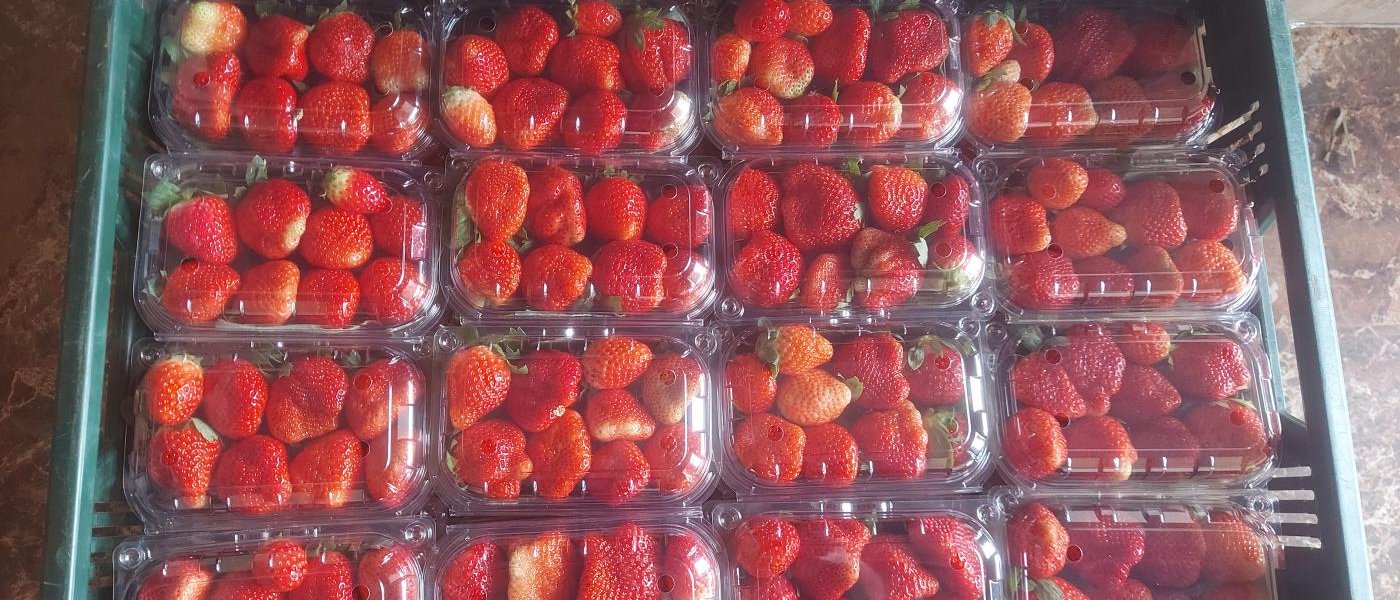 Goldenberry