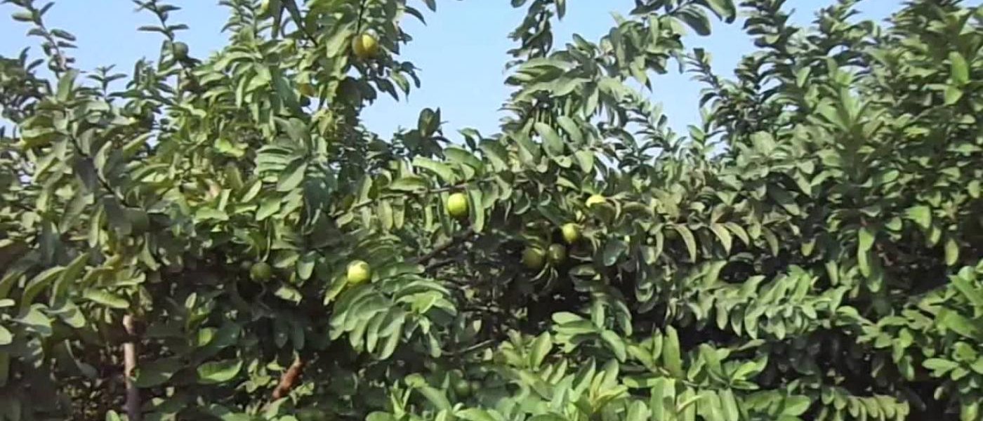 Litchi