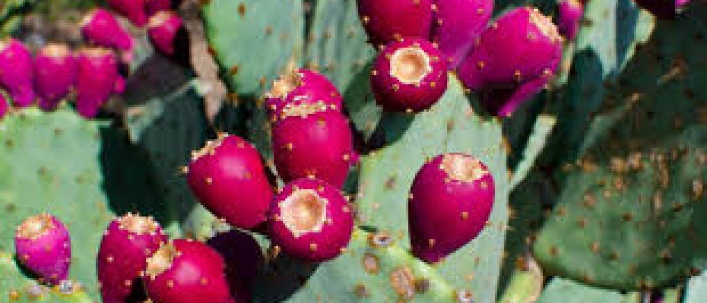 Prickly Pear Fruit